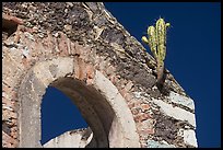 Cactus growing out of ruined house. Guanajuato, Mexico