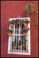 Window decorated with many potted plants. Guanajuato, Mexico