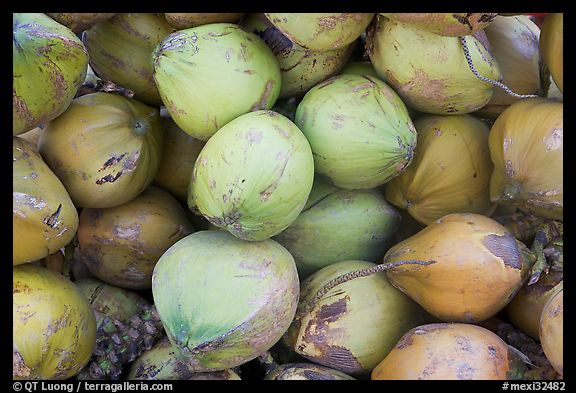 Coconuts. Mexico (color)