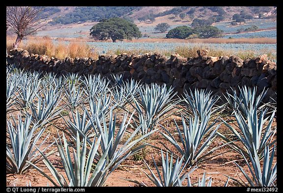 Agave field and volcanic rock wall. Mexico
