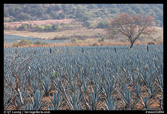 Agave plantation and tree. Mexico (color)