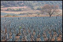 Agave plantation and tree. Mexico (color)