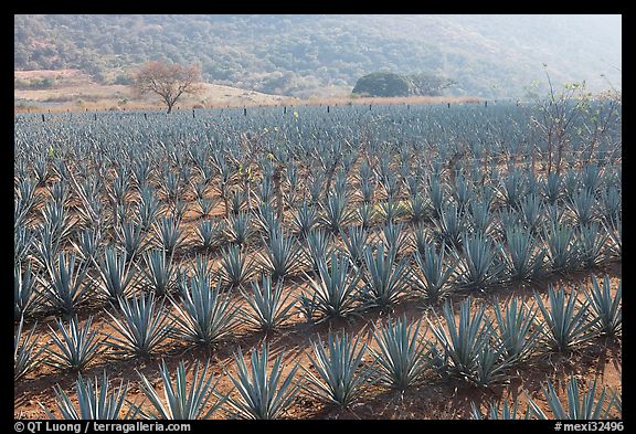 Field of agaves near Tequila. Mexico