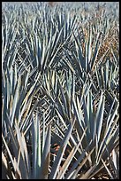 Dense rows of blue agaves. Mexico (color)