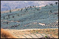 Agave field on rolling hills. Mexico ( color)
