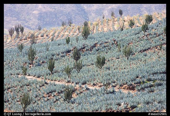 Cactus amongst agave field. Mexico (color)
