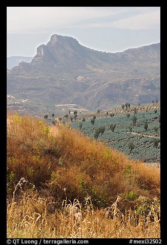 Grasses, agaves, and mountains. Mexico (color)