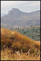 Grasses, agaves, and mountains. Mexico ( color)