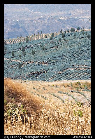 Blue agave field on hillside. Mexico