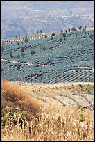 Blue agave field on hillside. Mexico (color)