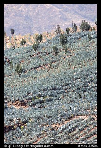 Cactus amongst blue agaves. Mexico (color)