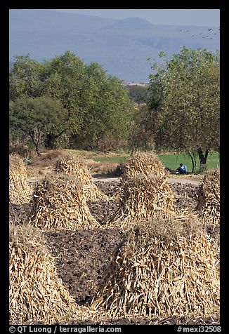 Man sitting beneath a tree near a field with stacks of corn hulls. Mexico