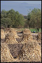 Man sitting beneath a tree near a field with stacks of corn hulls. Mexico (color)