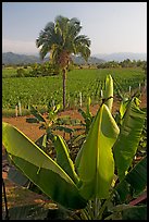 Banana trees, palm tree, and tobbaco field. Mexico (color)
