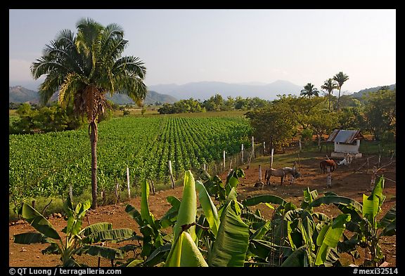 Rural scene with banana trees, palm tree, horses, and  field. Mexico (color)