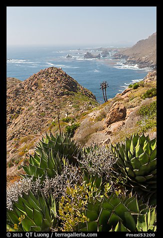 Succulents and rocky coastline. Baja California, Mexico (color)
