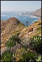 Succulents and rocky coastline. Baja California, Mexico (color)