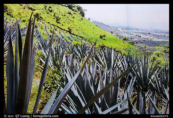 Agaves and pictures of landscape. Cozumel Island, Mexico