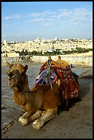 Camel with town skyline in the background. Jerusalem, Israel (color)