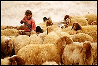Bedouin girl feeding water to a hard of sheep, Judean Desert. West Bank, Occupied Territories (Israel) ( color)