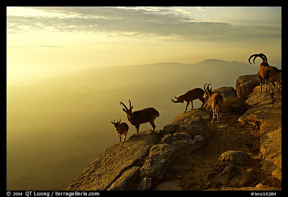 Mountain ibex on the rim of Wadi Ruman  Crater, sunrise. Negev Desert, Israel (color)