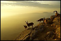 Mountain ibex on the rim of Wadi Ruman  Crater, sunrise. Negev Desert, Israel