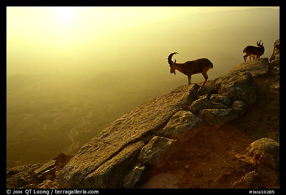 Mountain ibex on the rim of Maktesh Ramon Crater, sunrise. Negev Desert, Israel (color)