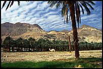 Camel and Oasis. Israel (color)