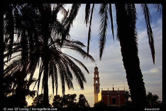 Palm tree and tower, Jaffa, Tel-Aviv. Israel