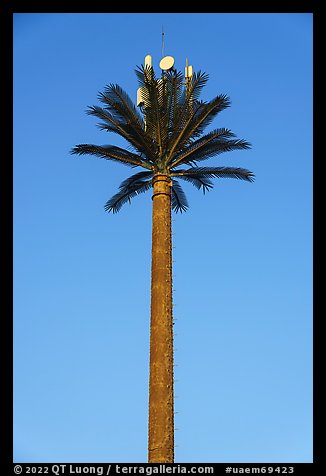 Cell tower shaped as palm tree. United Arab Emirates