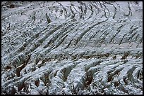 Continuous crevasse field on Mer de Glace. These are caused by irregularities of the ground on which the glacier moves. Alps, France