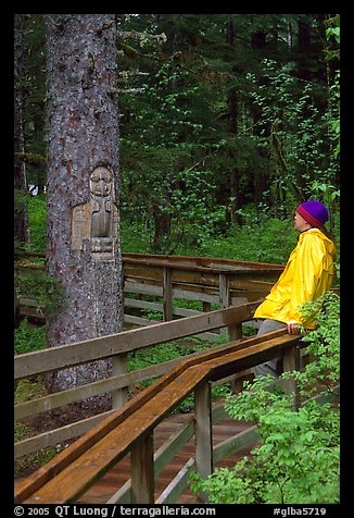 Hiker looking at a tree carved by native Tlingit indians, Bartlett Cove. Glacier Bay National Park, Alaska (color)