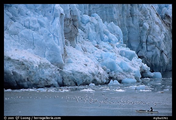 Kayaker bellow  the front of Lamplugh Glacier. Glacier Bay National Park, Alaska