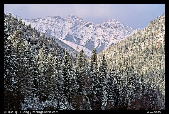Trees and mountains in winter. Canada