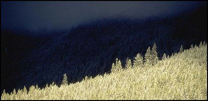 Trees and mountains in winter. Canada ( color)