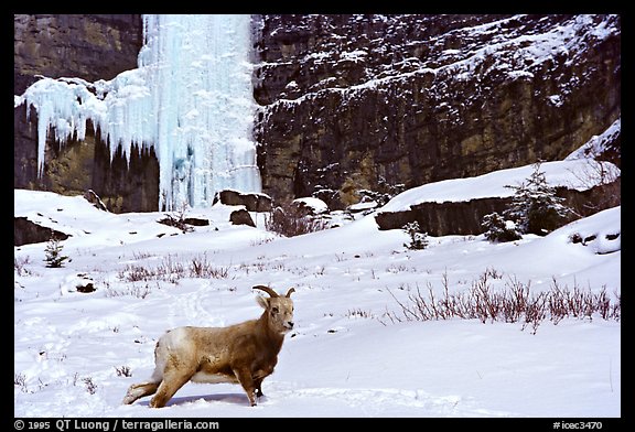 Mountain Goat and Oh le tabernacle !. Canada