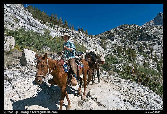 Man driving a pack of horses on trail, lower Dusy Basin. Kings Canyon National Park, California (color)
