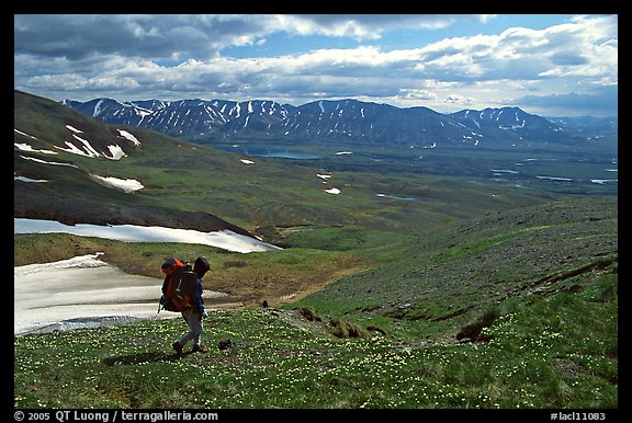 Backpackers walking down on a carpet of alpine flowers towards Twin Lakes. Lake Clark National Park, Alaska