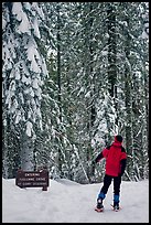 Hiker on snowshoes entering Tuolumne Grove in winter. Yosemite National Park, California (color)