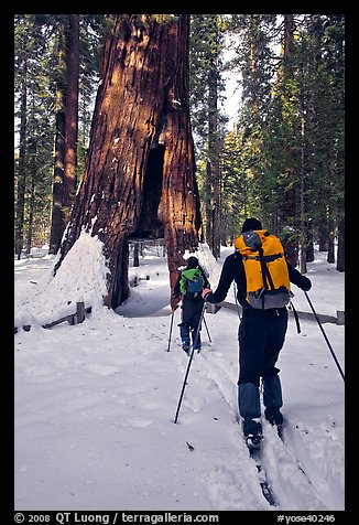 Skiers approaching the California Tunnel Tree, Mariposa Grove. Yosemite National Park, California