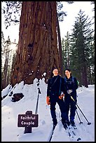 Skiers in front of the tree named Faithful couple tree in winter. Yosemite National Park, California