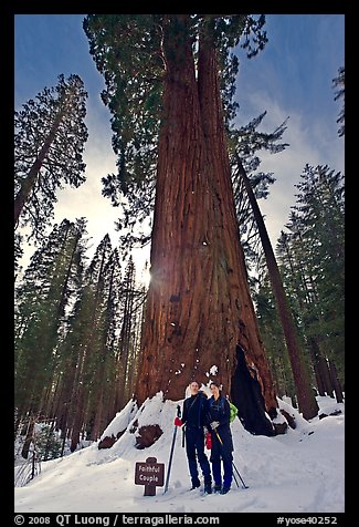Skiers at the base of tree named Faithful couple tree in winter. Yosemite National Park, California