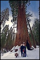 Skiers at the base of tree named Faithful couple tree in winter. Yosemite National Park, California (color)