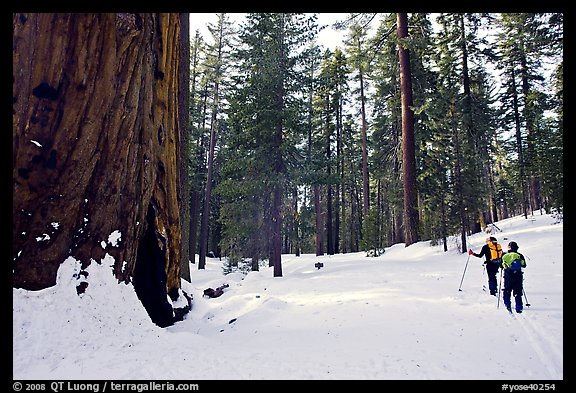 Skiing past a giant Sequoia Tree in winter, Mariposa Grove. Yosemite National Park, California