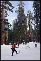 Cross-country skiing in the remote Upper Mariposa Grove. Yosemite National Park, California (color)