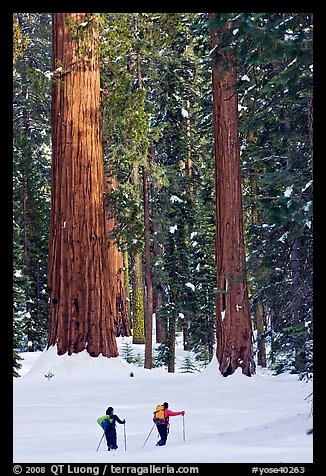 Cross-country  skiiers at the base of Giant Sequoia trees in Upper Mariposa Grove. Yosemite National Park, California