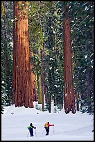 Cross-country  skiiers at the base of Giant Sequoia trees in Upper Mariposa Grove. Yosemite National Park, California ( color)