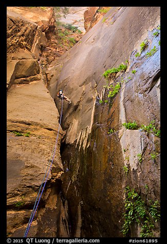 Canyoneer rappels along rock wall, Mystery Canyon. Zion National Park, Utah (color)