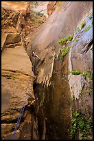 Canyoneer rappels along rock wall, Mystery Canyon. Zion National Park, Utah ( color)