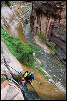 Canyoneer rappels into the Virgin River Narrows along Mystery Falls. Zion National Park, Utah ( color)